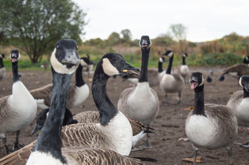 group of canadian geese