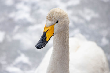 Obraz premium 白鳥