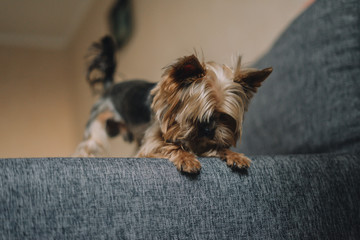 Yorkshire Terrier dog on a gray sofa
