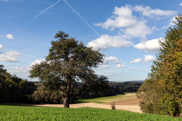 tree in field