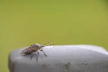 on a fence post sits a little brown bug