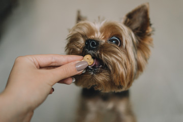 Yorkshire Terrier dog eats a treat