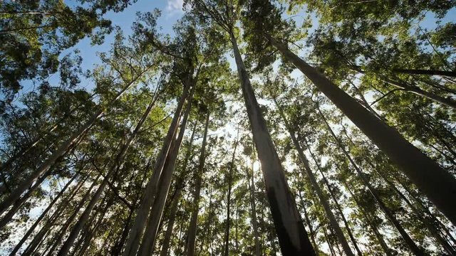 Eucalyptus forest near the city of Munar. India. Video on the move.