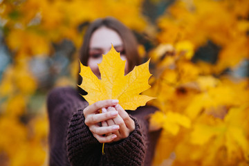 Young autumn woman with yellow maple autumn leaves . Selective focus on leaf