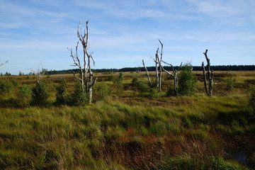 Fototapeta premium High fens Belgium