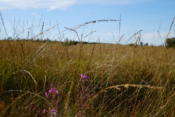 Obraz premium High fens Belgium