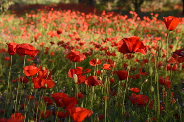 Fototapeta premium Czerwone maki wildflower papaver w polu z zielonymi kwiatami.