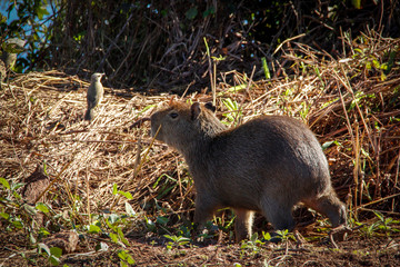 The largest and friendliest rodent in the world is Capybara. They are found in Latin America. Wildlife of Brazil.