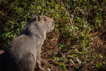 The largest and friendliest rodent in the world is Capybara. They are found in Latin America. Wildlife of Brazil.
