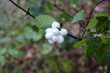 White berries adorn the branches of a bush in the fall