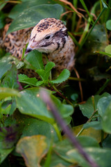 Quail in the grass