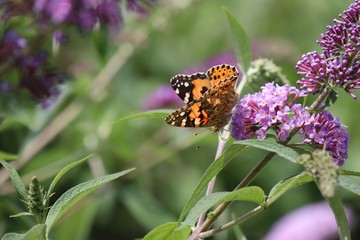 Obraz premium Butterfly 