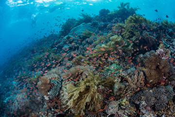 Naklejka na ściany i meble A healthy and colorful coral reef thrives amid the beautiful, tropical seascape in Alor, Indonesia. This remote region is known for its extraordinary marine biodiversity.