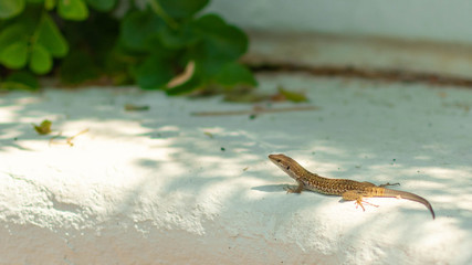 lizard on Ischia