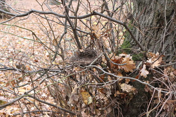 Abandoned bird's nest opened in autumn, after leaves fell