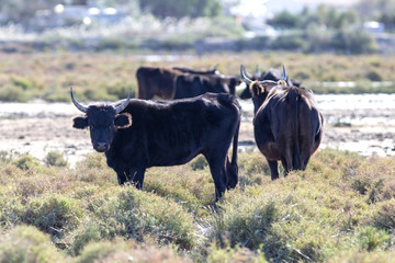 Bulls grazing in the Camargue in France