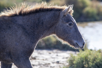 Naklejka na ściany i meble Portrait of a wild horse foal in the Camargue in France