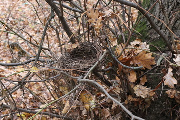 Abandoned bird's nest opened in autumn, after leaves fell