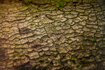 Texture of tree bark close-up. Macrophotography.