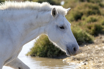 Obraz premium Portrait of a wild, white Camargue horse in the water in the south of France.