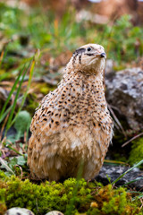 Quail watching