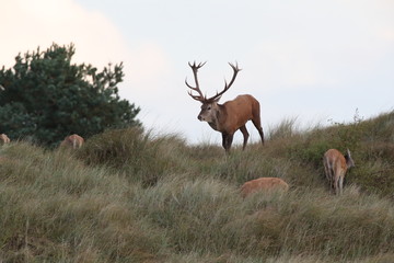 Deer on the darss, mecklenburg  pomerania, Germany