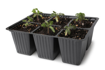 Young tomato seedlings in plastic pots