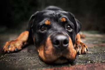 Zelfklevend Fotobehang rottweiler hond liggend buitenshuis close-up © otsphoto