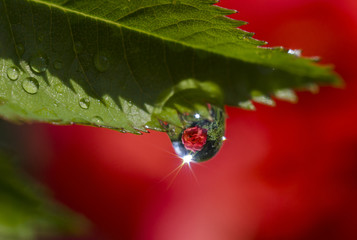 refraction of a rose in a drop