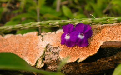 flower on the top of decaying tree branch