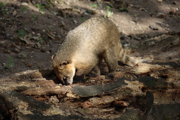 Coati 