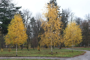 Yellow birch leaves make the autumn landscape bright and beautiful