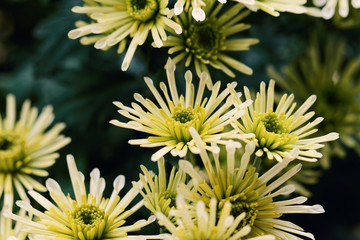Beautiful yellow chrysanthemum as background picture