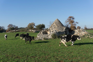 cows in the field