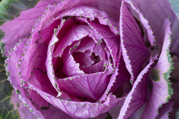 Decorative cabbage on a pink background. Purple rosette flower close-up