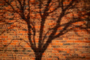 tree branch shadows on a brick wall