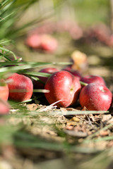 Fresh Juicy Organic Apples In Sunlit Orchard