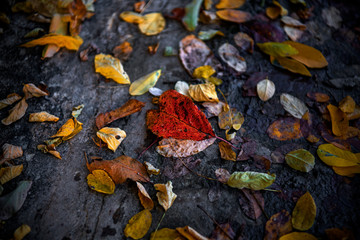Fallen leaves. The colours of autumn. Red, yellow, green and brown leaves on the ground.