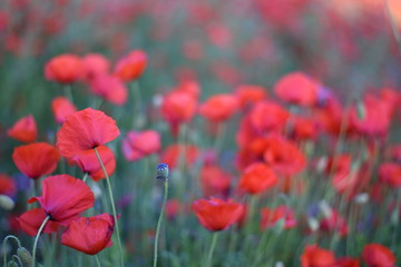 Red poppies wildflower papaver in a field with green wildflowers. 