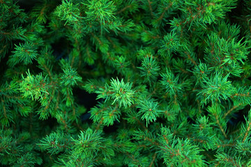 Canadian fir Conica