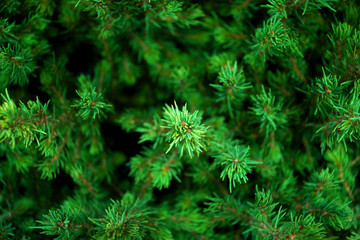Fototapeta na wymiar Canadian fir Conica