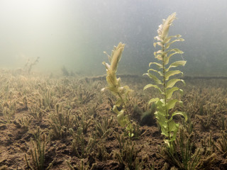 Claspingleaf pondweed underwater on lake bottom