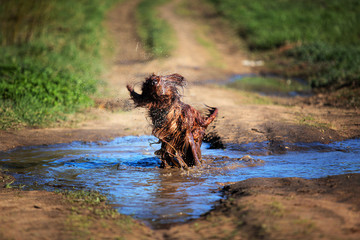 Dirty dog having fun in muddy puddle