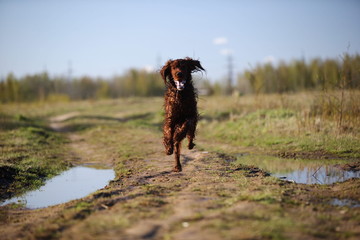 Dirty Irish Setter dog running on spring field