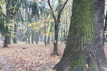 Obraz premium Yellow birch leaves make the autumn landscape bright and beautiful