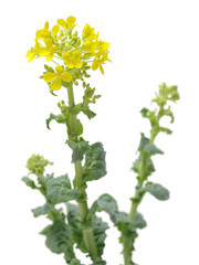 Chinese cabbage flowers on white background