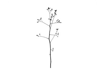 Sprig of tree on a white background