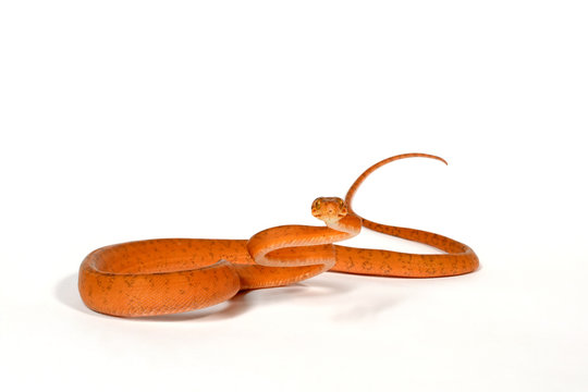 Hundskopfboa / Gartenboa (Corallus hortulanus) - common tree boa