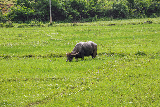 Water buffalo grazing in a field in the vicinity of Yangshuo near Guilin