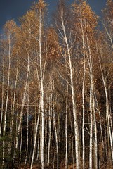 birch trees on the eve of winter